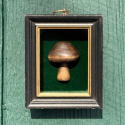 Forest Mushroom