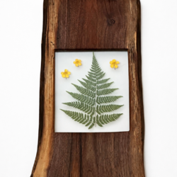 Fern in Black Walnut