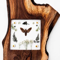 Skull Moth in Black Walnut